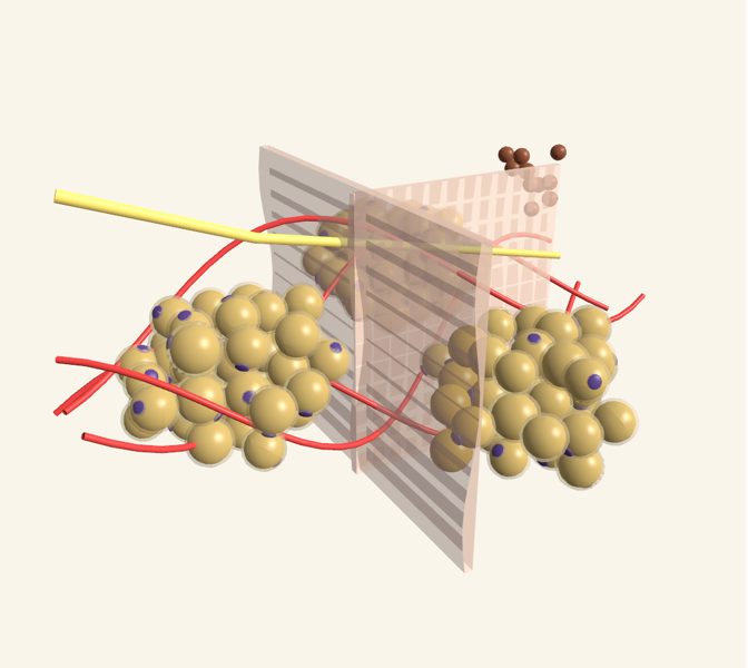 Grasa (tejido adiposo) en 3D