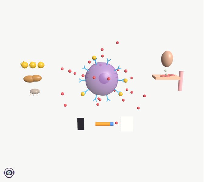 Allergies: when the body overreacts in 3D