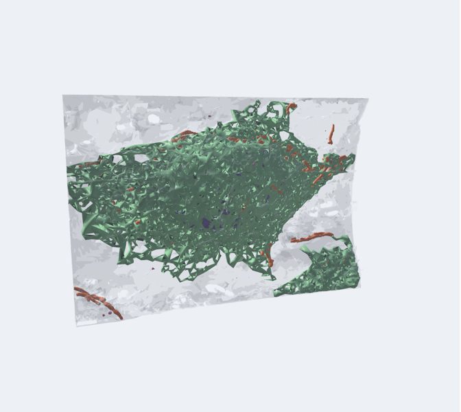 Célula real (microscopio electrónico) en 3D