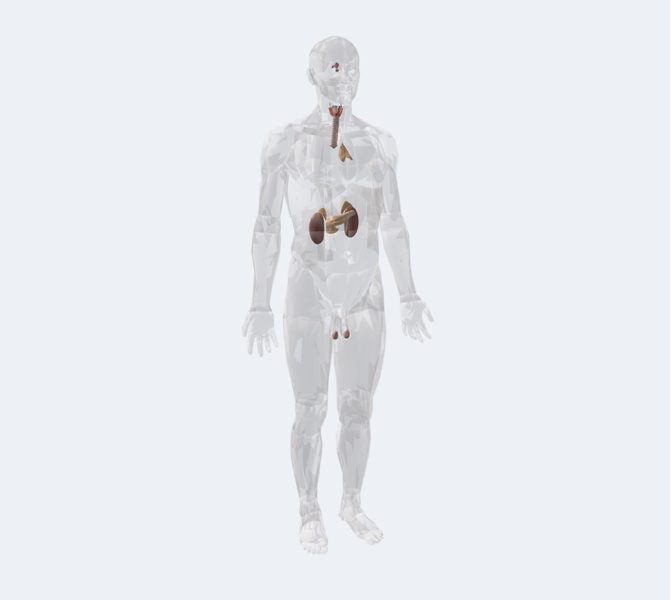 Endocrino en 3D