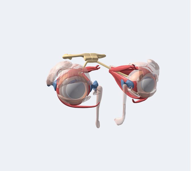 Eye in 3D