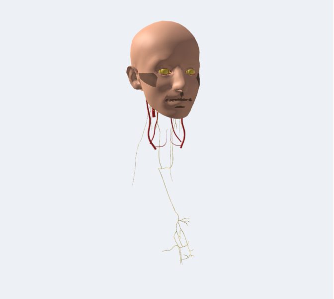 Cabeza en 3D