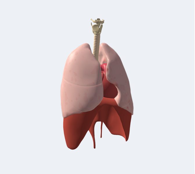 Pulmones en 3D