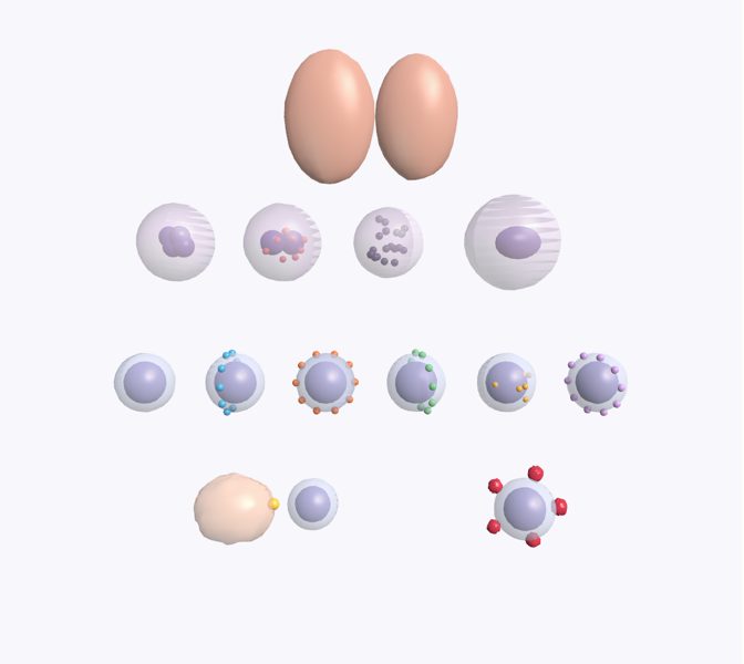 Glóbulos blancos en 3D